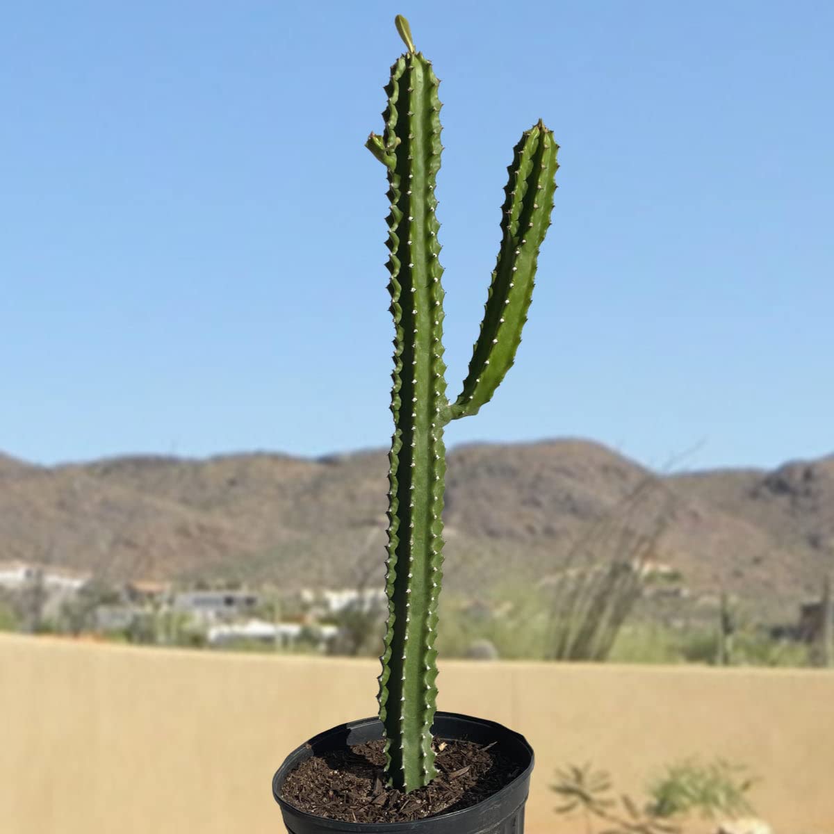 Nala ナラ　Cactus all in one Nala ナラ Cactus all in one Opuntia Ficus-indica 'burbank